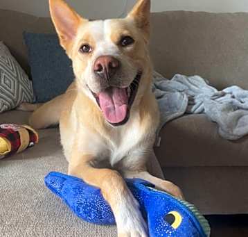 Photo of Coco - Home to Home