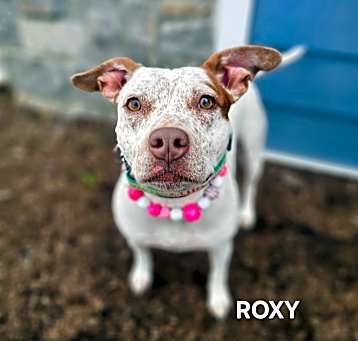 Photo of Roxy