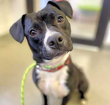 Photo of Oliver Twist