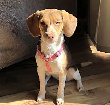 Photo of Daisy