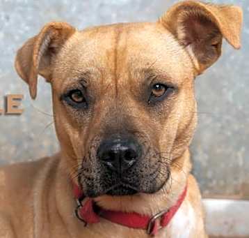 Photo of Belle