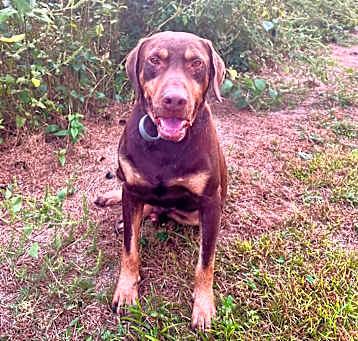 Photo of Shadow