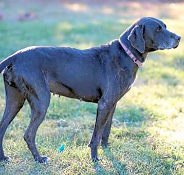 Photo of Sadie