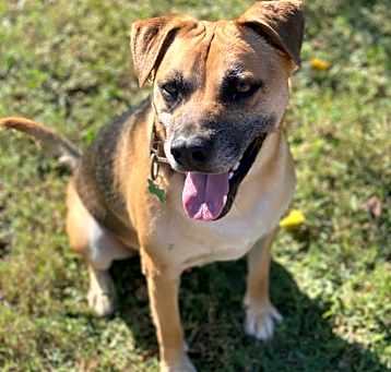 Photo of Buddie