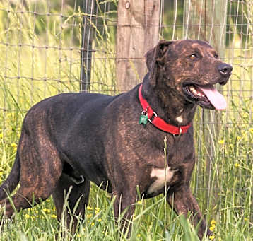 Photo of Finn