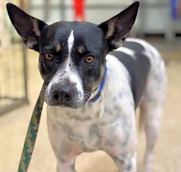 Photo of Buddy