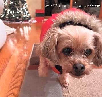 Photo of Ella -MISSING