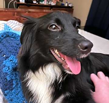 Photo of Chelsea -MISSING