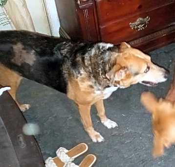 Photo of Babs -MISSING