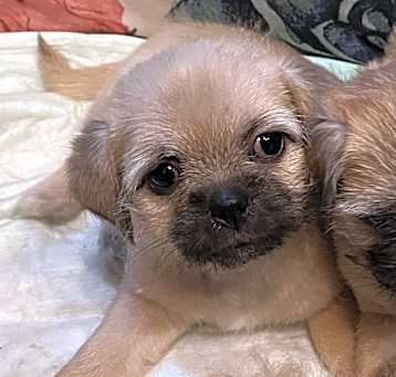 Photo of Jackie - LOST (NOT AVAILABLE FOR ADOPTION)