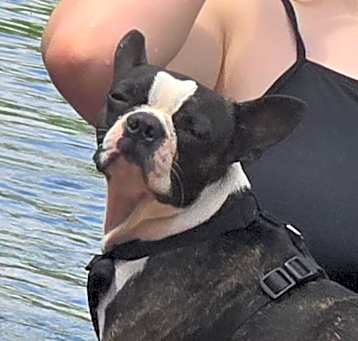 Photo of Rascal -MISSING