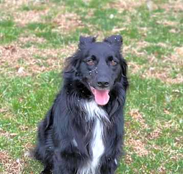 Photo of Duncan -MISSING