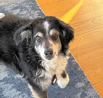 Photo of Shadow