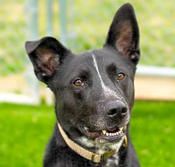 Photo of Pepper