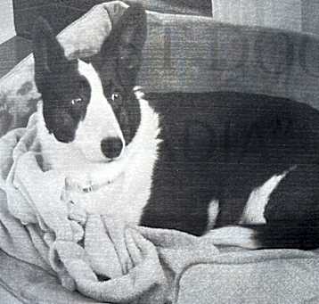 Photo of Nadia (Noddy) - MISSING