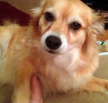Photo of Ginger - MISSING