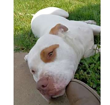 Photo of Angel - MISSING