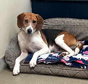 Photo of Indie