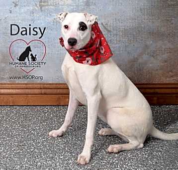 Photo of Daisy