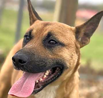 Photo of Rex