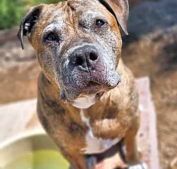 Photo of Tigger