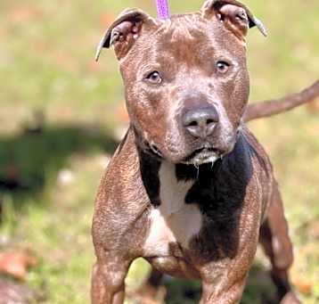 Photo of Achilles