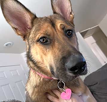 Photo of Piper