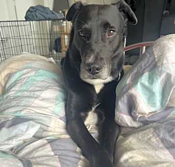Photo of Onyx