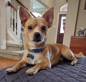 Photo of Tyke