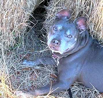Photo of Scout