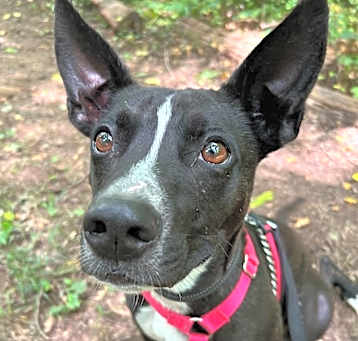 Photo of Milo (MEE-LO)