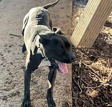 Photo of Tink (wheeler)
