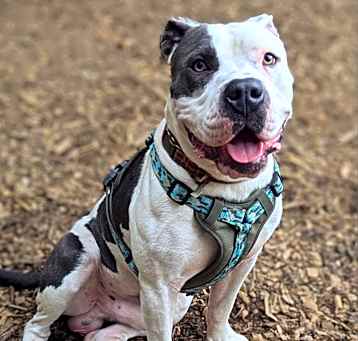 Photo of Meatball
