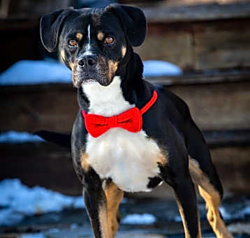 Photo of Mason
