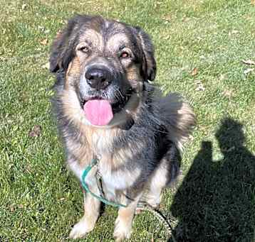 Photo of Pumba