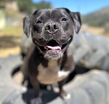 Photo of Scout