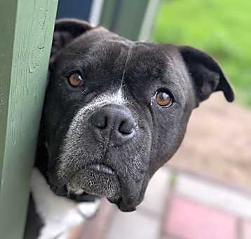 Photo of Atticus
