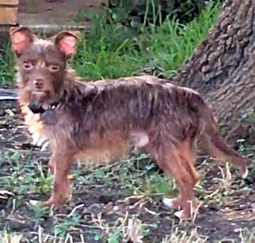 Photo of Bobo (Dallas)