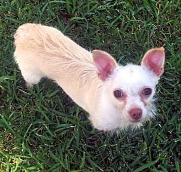 Photo of Bitsy (Dallas)
