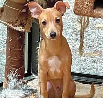 Photo of Cookie