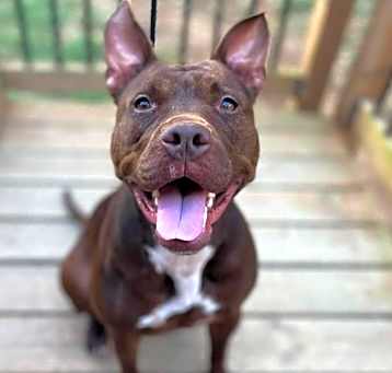 Photo of Millie OFF SITE at Mutts with Manners