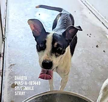 Photo of Dakota