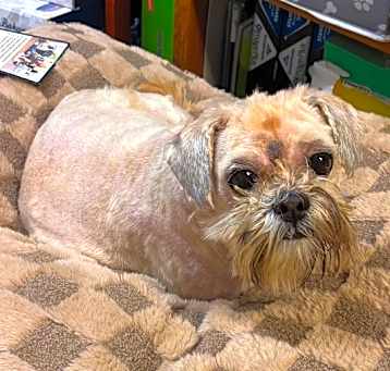 Photo of Oscar