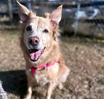 Photo of Pebbles