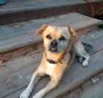 Photo of stella