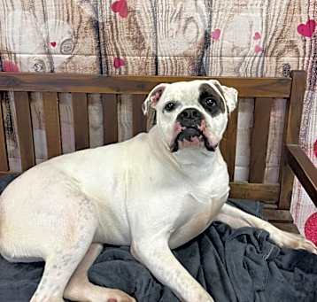 Photo of Petey