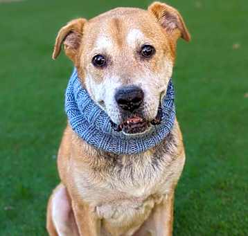 Photo of Ranger