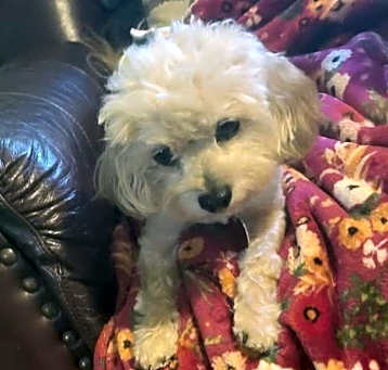 Photo of Lil Bear