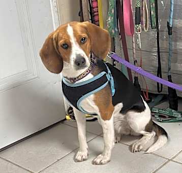 Photo of Gamblina