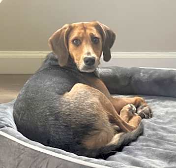 Photo of Sweet Annie